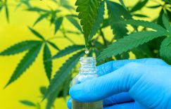 CBD (Cannabidiol) Infusions - The Stram Center Integrative Medicine ...